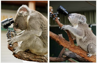 Illustration for article titled Koala Selfies Threaten Humanity With Overdose Of Cuteness